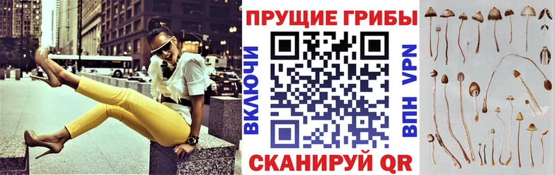 Псилоцибиновые грибы GOLDEN TEACHER  omg маркетплейс  Черепаново  купить  